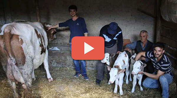 ÜÇÜZ YAVRULAR SEVİNCE BOĞDU