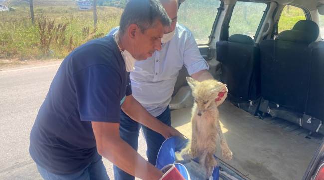 Yol kenarında bulunan yavru tilki ölüme terk edilmedi