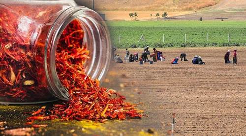 "Altın bitki" Eskişehir'de üretilecek!