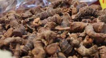 "Bahar nezlesi"nin şifası...