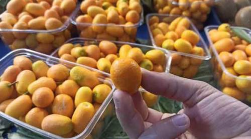 "Küçük mücevher" Eskişehir tezgahlarına çıktı!