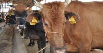 "Kurbanınız Küpe Numarasını Sorgulayın"
