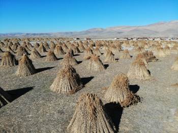 (Özel) 200 Nüfuslu Köy 5 Ayda 1 Milyon Dolarlık İhracat Yapıyor
