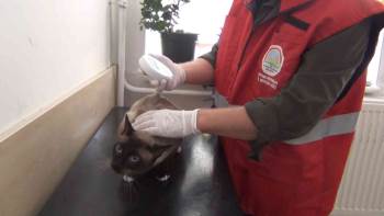 (Özel) Afyonkarahisar’Da 1000’Den Fazla Kedi Ve Köpek Çiplendi
