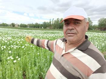 (Özel) Afyonkarahisar’In Haşhaş Tarlaları Beyaz Gelinliğine Büründü
