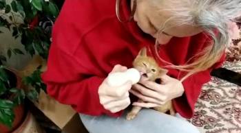 (Özel) Annesi Ölen Yavru Kediyi Biberonla Besliyor
