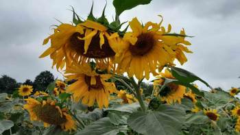 (Özel) Bilecik’Te Ayçiçeklerin Görsel Şöleni
