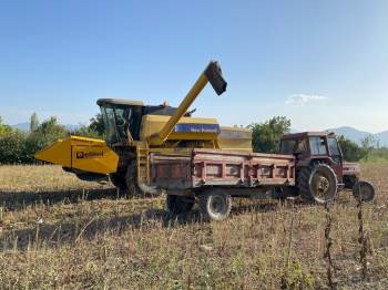 (Özel) Bilecik’Te Yağlık Ve Çerezlik Ayçiçeği Hasadı Tamamlandı
