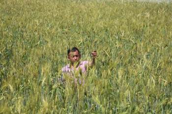 (Özel) Boyu 2 Metreye Yaklaşan Buğday
