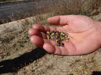 (Özel) Bu Buğday Çölyak Hastaları İçin Çok Önemli
