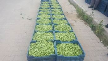 (Özel) Bu Özel Fasulye Yerinde 4, Pazarda 15 Lira
