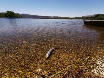 (Özel) Büyük Menderes Nehri’Nde Kuraklıktan Dolayı Kuruma Tehlikesi Baş Gösterdi
