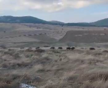 (Özel) Domuz Sürüsüyle Karşılaşan Orman Memurlarının Yöresel Şiveyle Tepkisi Sosyal Medyada Mizah Konusu Oldu
