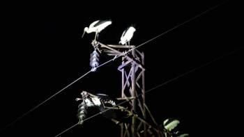 (Özel) Göç Yolunda Mola Veren Onlarca Leylek Telef Oldu
