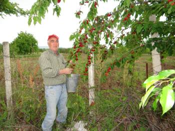 (Özel) Gölpazarı Kirazında Kalite Üreticinin Yüzünü Güldürdü
