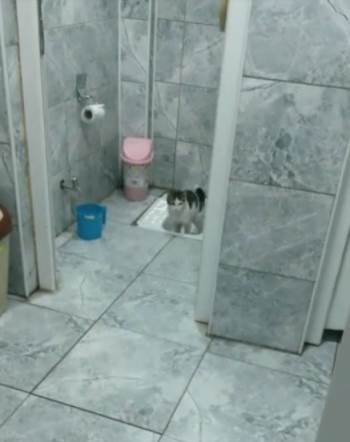 (Özel) Görenleri Şaşkına Uğratan Kedi
