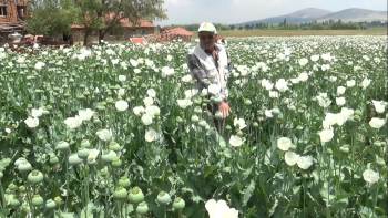 (Özel) Haşhaş Tarlaları Beyaza Büründü

