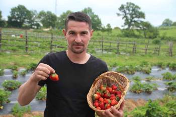 (Özel) Hobi Olarak Başladığı Çilek Yetiştiriciliğinde Hedefi Yurtdışına İhracat

