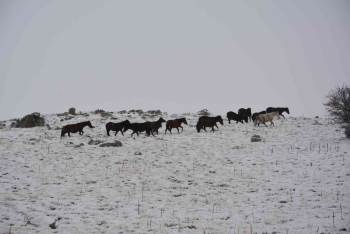 (Özel) Kar Altında Yem Arayan Yılkı Atlarını İha Görüntüledi
