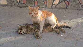 (Özel) Kediden Hayat Dersi
