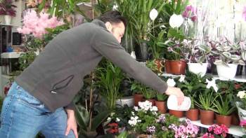 (Özel) Kışın Evde Çiçek Ve Süs Bitkisi Bakımı Daha Kolay
