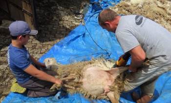 (Özel) Koyunlar Kırkılmaya Başlandı
