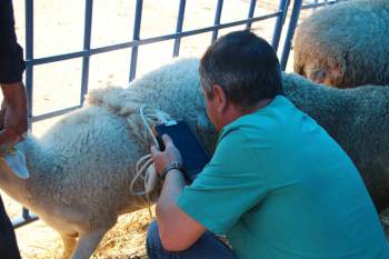 (Özel) Kurban Pazarında Dişi Hayvanlara Ultrason Cihazıyla Hamilelik Kontrolü Yapıldı
