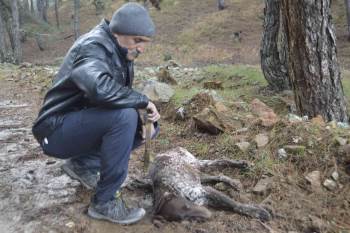 (Özel) Kütahya’Da 5 Çoban Köpeği Ve Yabani Hayvanların Zehirlendiği İddiası
