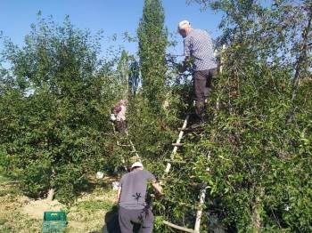 (Özel) Kütahya’Da Vişne Sezonu
