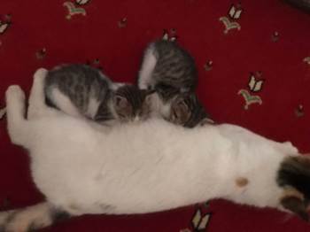 (Özel) Mesken Tuttuğu Camide Minik Yavrularını Emziriyor
