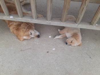 (Özel) Okulun Köpeği Kayboldu, Öğrenciler Her Yerde Onu Arıyor
