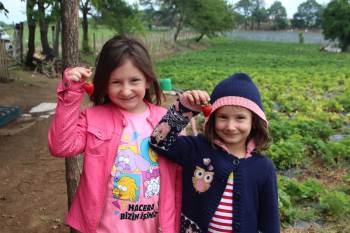 (Özel) Pazarda Yüksek Fiyatına Kızdılar Şimdi 16 Dönümlük Çilek Bahçeleri Var
