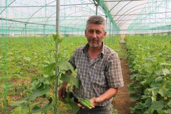 (Özel) Salatalık Tarlada 2, Pazarda 5, Marketlerde 7 İle 10 Lira Arası
