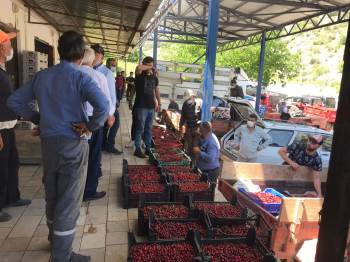 (Özel) Sezonun İlk Kirazları ’Açık Artırma’ İle Satıldı
