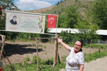 (Özel) Tek Fidan Köyün Geçim Kaynağı Oldu
