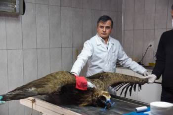 (Özel) Türkiye’De Sadece Onlarcası Kaldı
