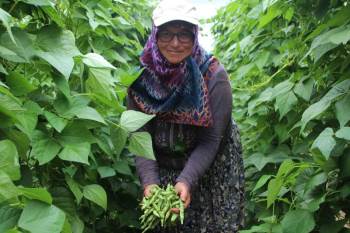 (Özel) Ünlü ’Pazaryeri Boncuğu’ Fasulyesinin Hasadına Başlandı
