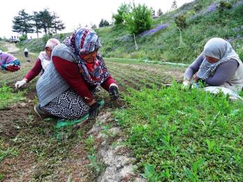 (Özel) Yabani Otları Elleriyle Tek Tek Temizliyorlar
