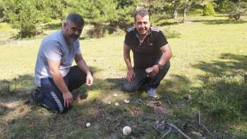 (Özel) Yağışlar Mantara Bereket, Sofralara Lezzet Getirdi
