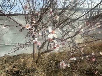 (Özel) Yalancı Bahara Aldanan Ağaçlar Çiçek Açtı
