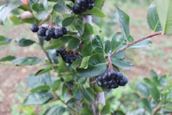 (Özel) Yaşı 90, Kurusu İse 450 Tl
