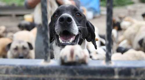 “Sokak hayvanları” sorununa bir de böyle bakalım...