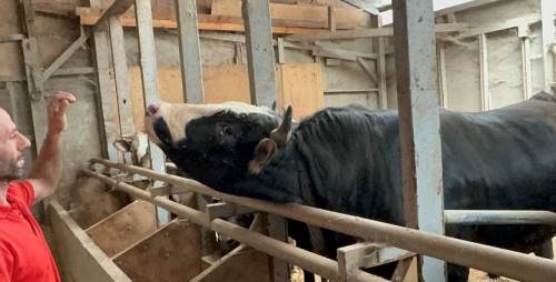 "Yerli kurban kesimi, hayvancılığın geleceği için kritik"