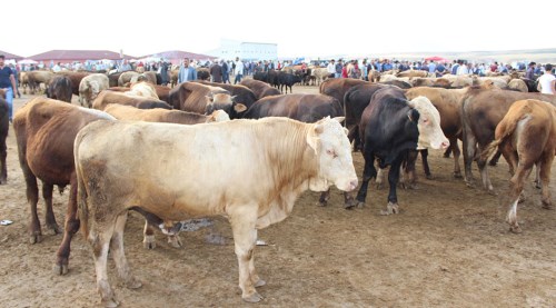 1 dana alana 1 dana bedava