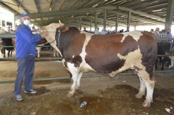 1 Ton 100 Kiloluk Kurbanlık İlgi Odağı Oldu
