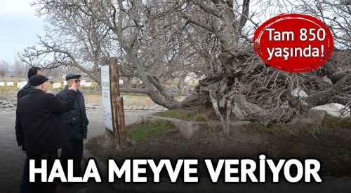 10 çeşit hastalığa iyi geliyor