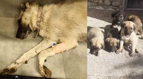 10 yavrunun annesiydi, Eskişehir'de acımasızca öldürüldü