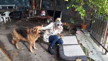 10 Yıldır Sokak Hayvanlarını Besliyor
