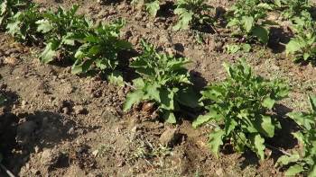 100 Yıllık Tohumdan Üretilen Güre Patlıcanını Diğer Kentlere De Satmak İstiyorlar
