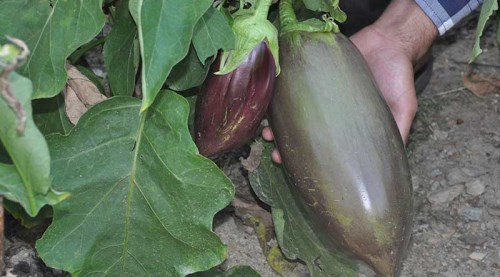 100 yıllık tohumdan üretilen patlıcana büyük ilgi